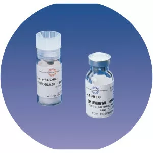 Basic fibroblast growth factor