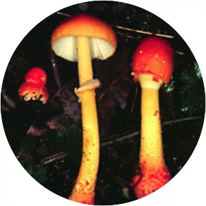 Basidiomycetes