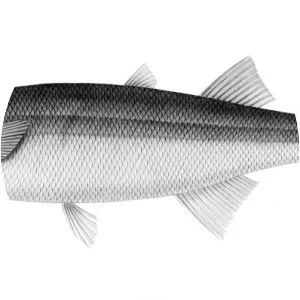 Basilichthys