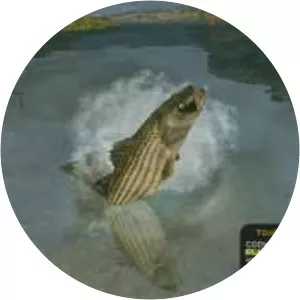 Bass Pro Shops: The Strike