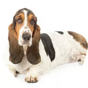 Basset Hound