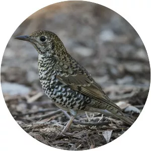 Bassian thrush