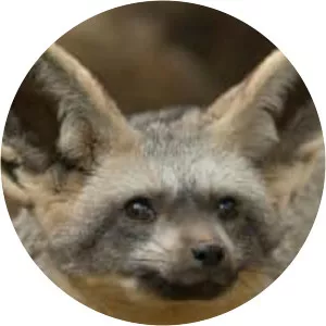 Bat-eared fox
