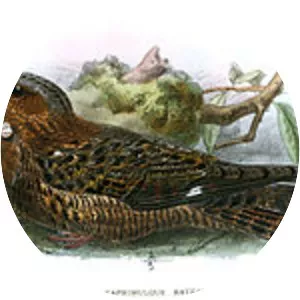 Bates's nightjar