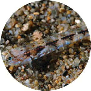 Bath's goby
