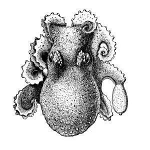 Bathypolypus arcticus - 