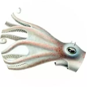 Bathypolypus valdiviae