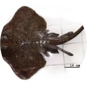 Bathyraja macloviana - 