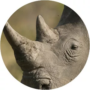 Battleground: Rhino Wars