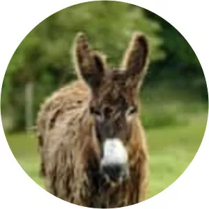 Baudet du Poitou (Âne du Poitou)