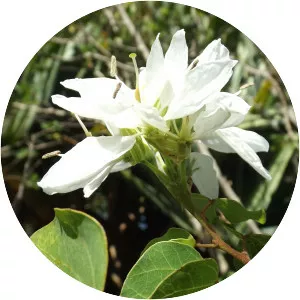 Bauhinia lunarioides