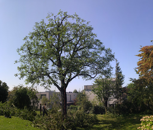 Baumraum - Tree service in Dornbirn, Austria