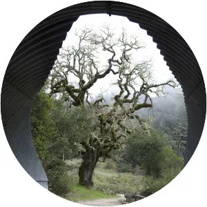 Bay Area Ridge Trail - 