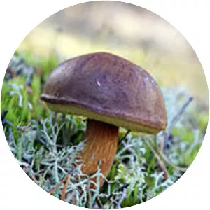 Bay bolete