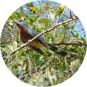 Bay-breasted cuckoo