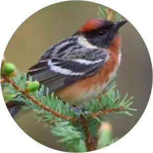 Bay-breasted warbler