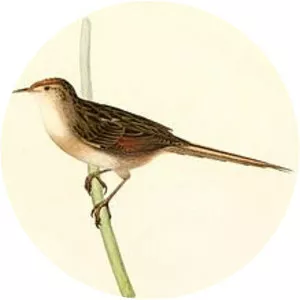 Bay-capped wren-spinetail