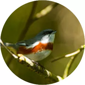 Bay-chested warbling finch