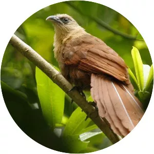Bay coucal
