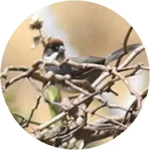 Bay-crowned brush finch