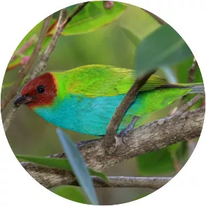 Bay-headed tanager