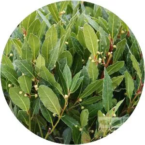 Bay laurel