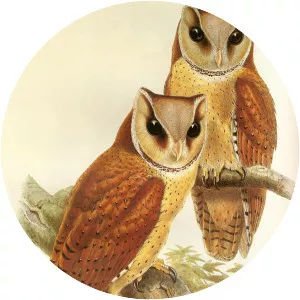 Bay owl