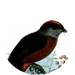 Bay-vented cotinga - 