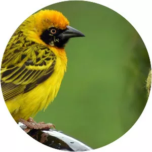 Baya weaver