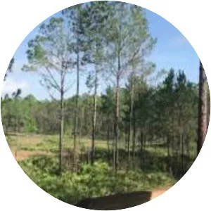 Bayard Conservation Area