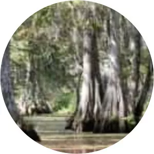 Bayou Blood - TV program