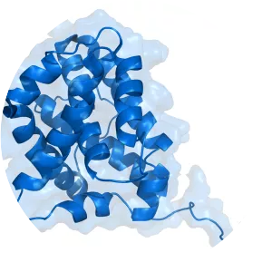 Bcl-2-associated X protein - 