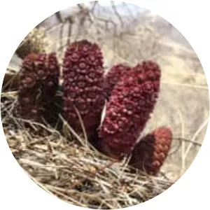 Bdallophytum - Plants