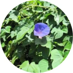 Beach moonflower - Plants