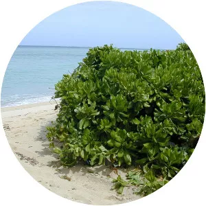 Beach naupaka - Plants
