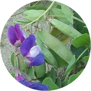 Beach pea