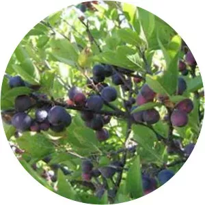 Beach plum