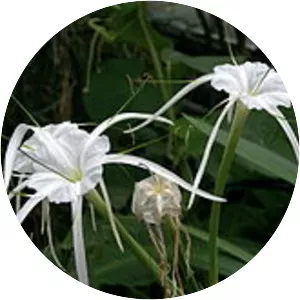 Beach spider lily