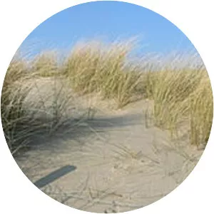 Beachgrass