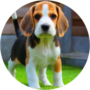 Beagle
