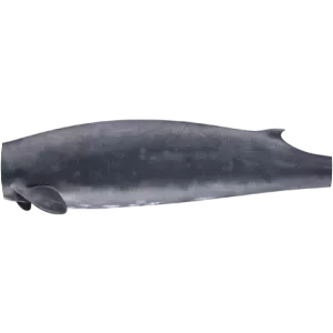 Beaked whale