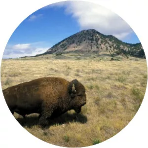 Bear Butte - Mountain in South Dakota