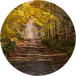 Bear Swamp State Forest - 