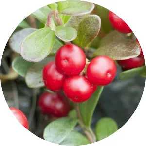 Bearberry - Plants