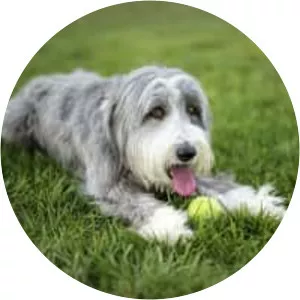 Bearded Collie
