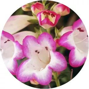 Beardtongues - Plants