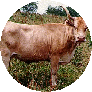 Béarnaise cattle