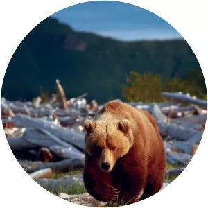 Bears of the Last Frontier