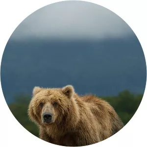 Bears: Review - TV program