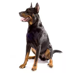 Beauceron